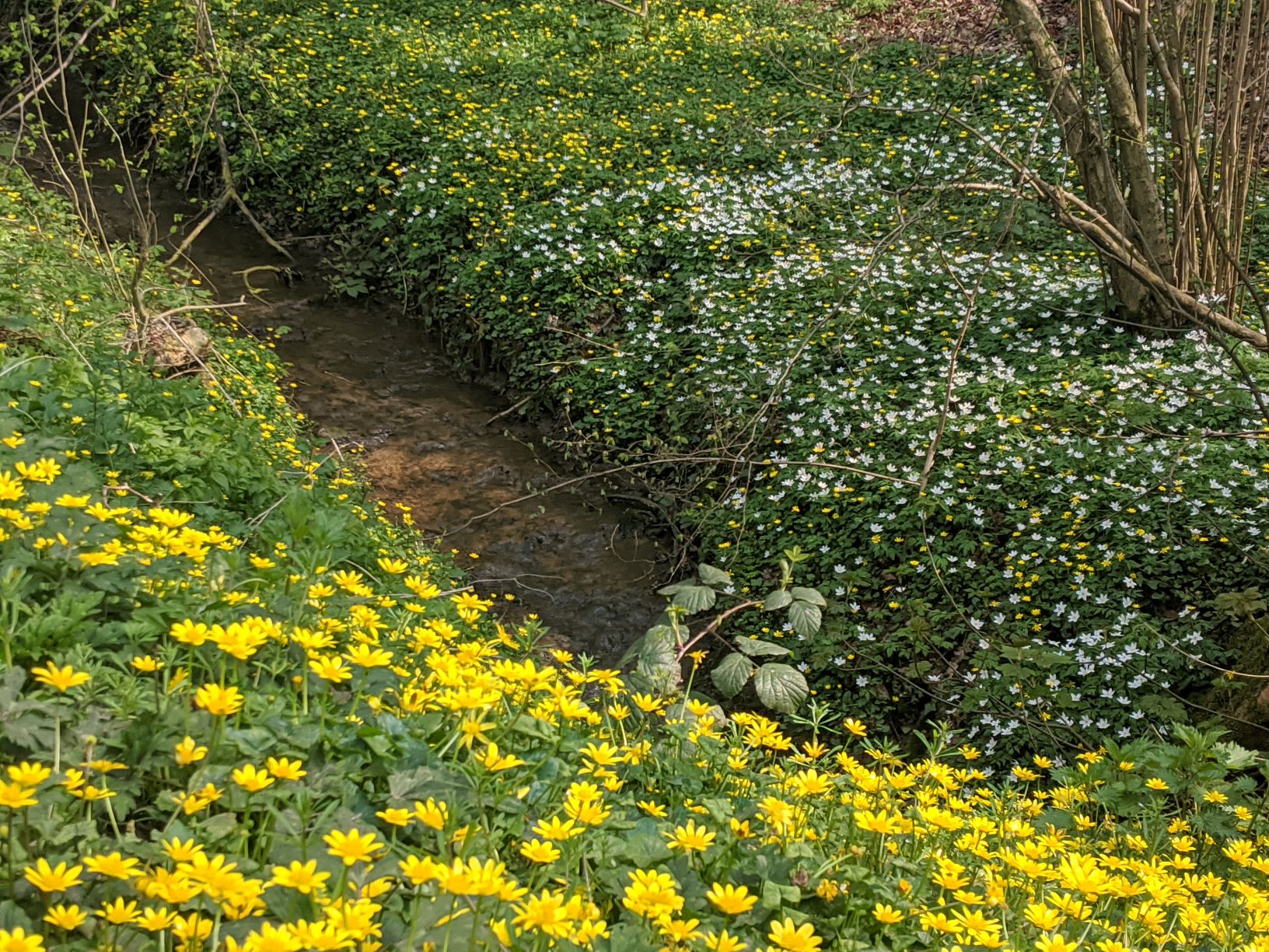 Spring flowers by Corbrook April 10th
